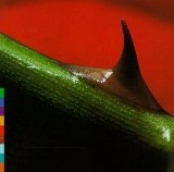 Nusrat Fateh Ali Khan's - Night Songs